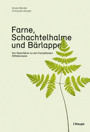 Farne, Schachtelhalme und Bärlappen